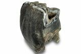 Fossil Woolly Rhino (Coelodonta) Tooth Crown - Siberia #253973-1